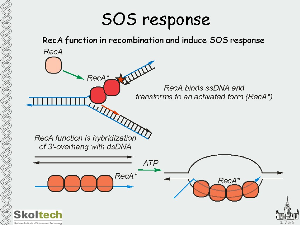 SOS response RecA function in recombination and induce SOS response
